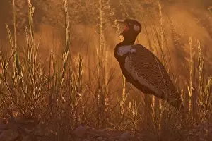 Northern Black Bustard (Eupodotis afroides) adult male, calling, standing in evening sunlight, Kgalagadi Transfrontier Park, South Africa