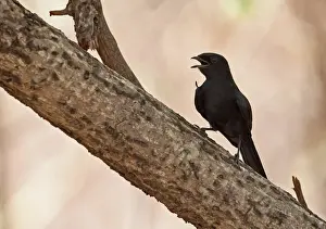 Pants Prints: Northern Black-flycatcher (Melaenornis edolioides edolioides) adult