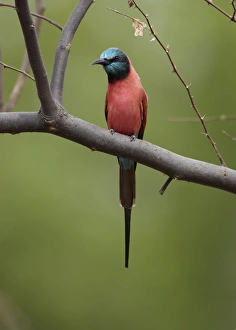 Bee Eaters Prints: Northern Carmine Bee-eater (Merops nubicus) adult