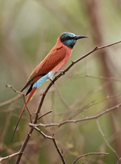 Northern Carmine Bee-eater (Merops nubicus) adult, perched on twig, Niokolo-Koba, Senegal, october