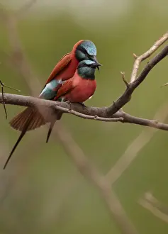 Northern Carmine Bee-eater (Merops nubicus) adult pair, mating, perched on branch, Niokolo-Koba, Senegal, october