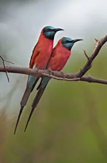 Northern Carmine Bee-eater (Merops nubicus) adult pair, perched on branch, Niokolo-Koba, Senegal, october