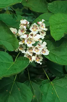 Northern Catalpa (Catalpa speciosa) close-up of flowers, U. S. A