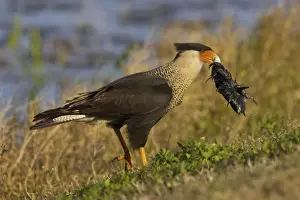 Remains Prints: Northern Crested Caracara (Caracara cheriway) adult