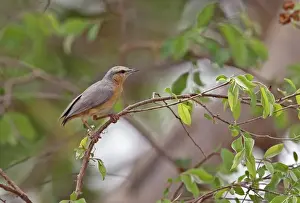 Warblers Prints: Northern Crombec (Sylvietta brachyura brachyura) adult
