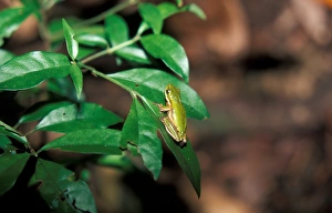 Tree Frog Prints: Northern Dwarf Tree Frog (Litoria bicolor)