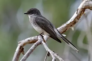 Song Bird Prints: Northern Fantail (Rhipidura rufiventris) adult male