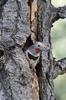 Northern Flicker (Colaptes auratus) adult male, at nesthole in dead Ponderosa Pine (Pinus ponderosa) trunk, Utah