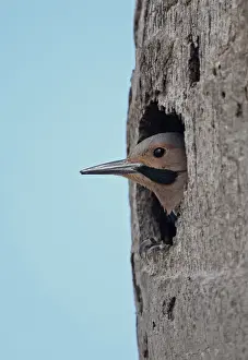 Northern Flicker (Colaptes auratus chrysocaulosus) adult male, looking out from nesthole entrance in tree trunk