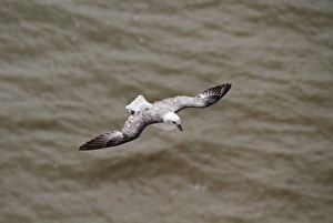 Petrel Prints: Northern Fulmar in flight