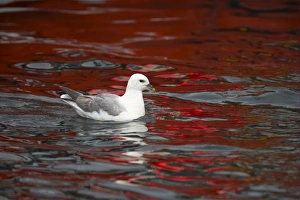 Shearwater Prints: Northern Fulmar (Fulmaris glacialis) adult