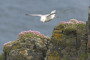 Northern Fulmar (Fulmaris glacialis) adult, in flight over clifftop, Sumburgh Head, Shetland Islands, Scotland