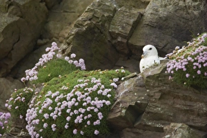 Northern Fulmar (Fulmaris glacialis) adult, sitting on nest, on thrift covered cliff ledge, Sumburgh Head, Shetland Islands, Scotland