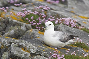 Northern Fulmar (Fulmaris glacialis) adult, sitting on thrift covered clifftop, Mousa Island, Shetland Islands, Scotland