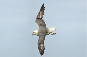 Northern Fulmar (Fulmaris glacialis) adult, in flight, soaring over coastal cliffs, Skomer Island, Pembrokeshire, Wales, may