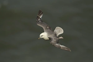 Northern Fulmar (Fulmaris glacialis) adult, in flight, Bempton Cliffs RSPB Reserve, East Yorkshire, England, july