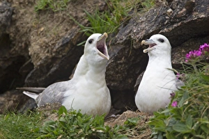 Shearwater Prints: Northern Fulmar (Fulmaris glacialis) adult pair