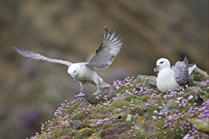 Clifftops Prints: Northern Fulmar (Fulmaris glacialis) two adults