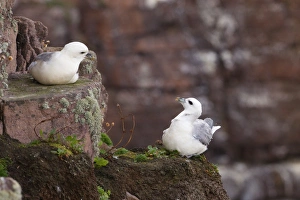 Northern Fulmar (Fulmaris glacialis) two adults, interacting on cliff, Handa Island, Sutherland, Highlands, Scotland, july