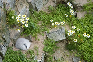 Shearwater Prints: Northern Fulmar (Fulmaris glacialis) chick
