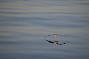 Shearwater Prints: Northern Fulmar (Fulmaris glacialis) dark form