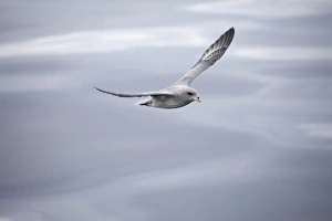 Northern Fulmar (Fulmaris glacialis) dark form, adult, in low flight over sea, Spitsbergen, Svalbard, august