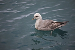 Northern Fulmar (Fulmaris glacialis) dark form, adult, swimming at sea, Spitsbergen, Svalbard, august