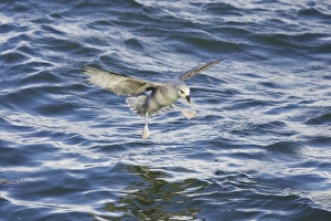 Northern Fulmar (Fulmaris glacialis) dark form, adult, in flight, landing on sea, Spitsbergen, Svalbard