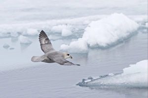 Northern Fulmar (Fulmaris glacialis) dark form, adult, in flight over sea ice, Spitzbergen, Svalbard, july