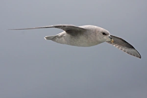 Shearwater Prints: Northern Fulmar (Fulmaris glacialis) dark phase