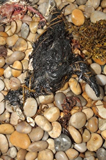 Polluted Prints: Northern Fulmar (Fulmaris glacialis) dead