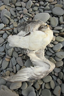 Pebbles Prints: Northern Fulmar (Fulmaris glacialis) dead adult
