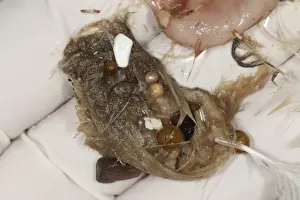 Polluted Prints: Northern Fulmar (Fulmaris glacialis) stomach contents containing plastic fragments