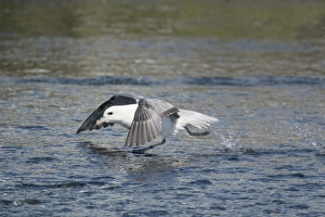 Northern Fulmar (Fulmarus glacialis) adult, taking off, running across surface of water, Iceland, June