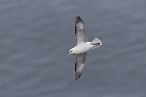 Northern Fulmar (Fulmarus glacialis) adult, in flight over sea, Shetland Islands, Scotland, June