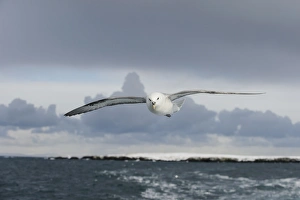Seabird Prints: Northern Fulmar (Fulmarus glacialis) adult