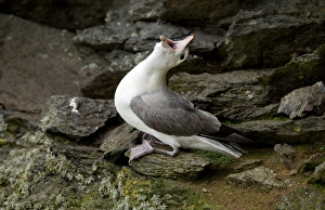 Northern Fulmar (Fulmarus glacialis) adult, calling and displaying, Shetland Islands, Scotland, April