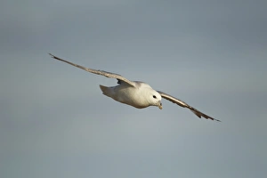 Procellariidae Prints: Northern Fulmar (Fulmarus glacialis) adult