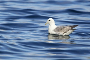 Northern Fulmar (Fulmarus glacialis) adult, swimming at sea, Shetland Islands, Scotland, June