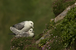 Northern Fulmar (Fulmarus glacialis) adult pair, mating on ledge, Saltee Islands, County Wexford, Ireland, April