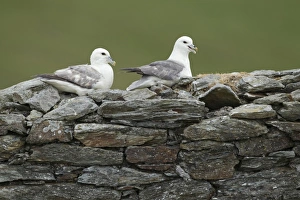 Ruined Prints: Northern Fulmar (Fulmarus glacialis) adult pair