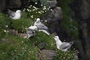 Seabird Prints: Northern Fulmar (Fulmarus glacialis) four adults