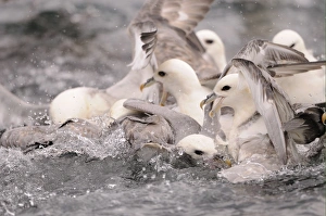 Squabbles Prints: Northern Fulmar (Fulmarus glacialis) adults