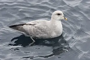 Blue Prints: Northern Fulmar (Fulmarus glacialis) Blue Fulmar dark form