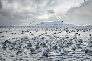 Seabird Prints: Northern Fulmar (Fulmarus glacialis) flock