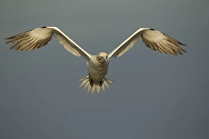 Northern Gannet (Morus bassanus) adult, in flight, Saltee Islands, County Wexford, Ireland, April