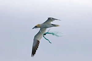 Gather Prints: Northern Gannet (Morus bassanus) adult