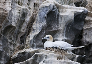 Northern Gannet (Morus bassanus) adult, sitting at nest on cliff ledge, Noss, Shetland Islands, Scotland, june