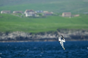 Northern Gannet (Morus bassanus) adult, in flight, diving into sea, Mousa, Shetland Islands, Scotland, june