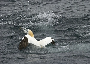 Dive Prints: Northern Gannet (Morus bassanus) adult